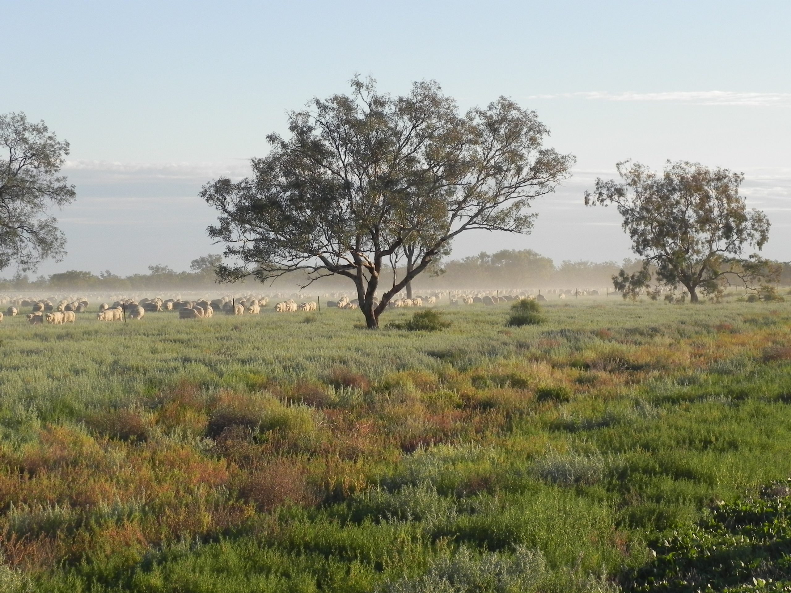 Sheep Bourke NSW