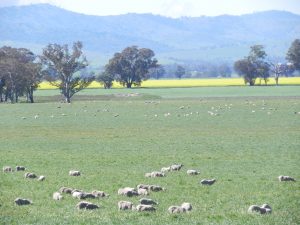 Sheep in Paddock with Canola