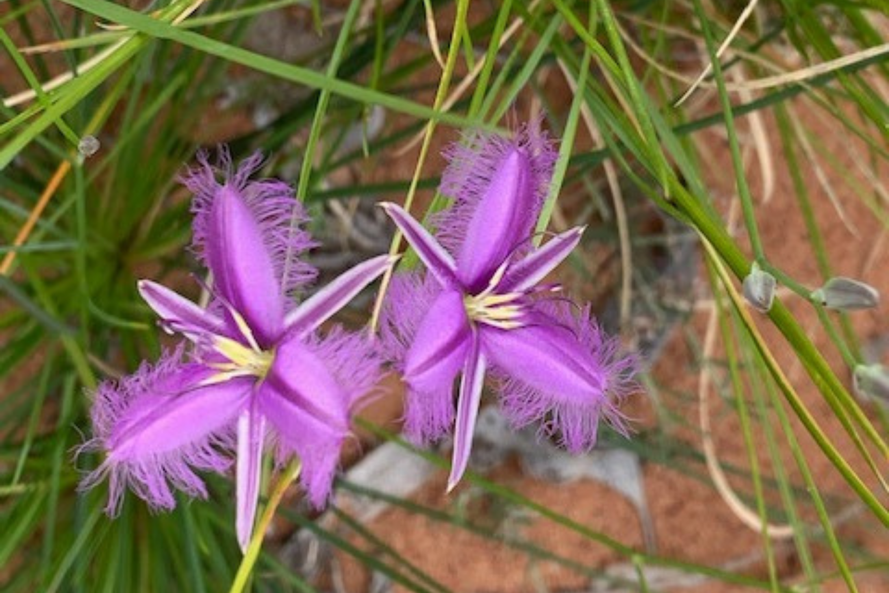 Native Fringe Lily
