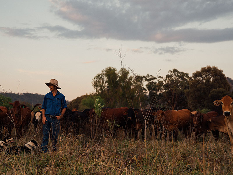 Cattleman in paddock with dogs and cattle