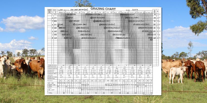 RCS Grazing Chart overlaid on cattle in a paddock