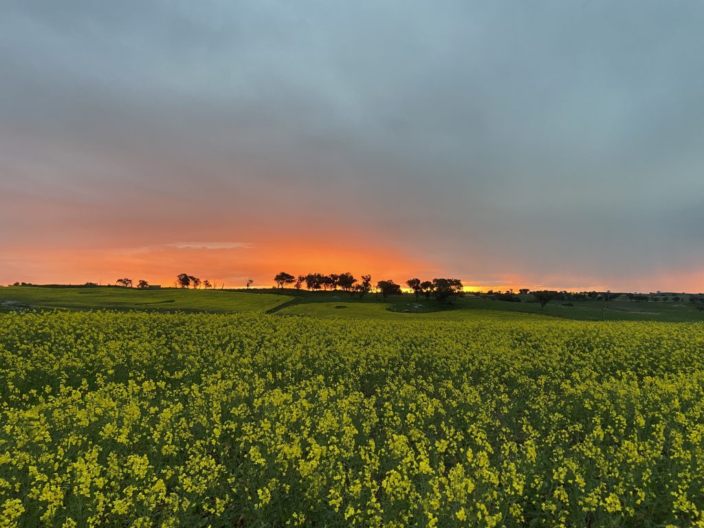 Canola Field near Wallendbeen NSW