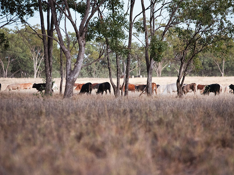 Cattle under trees in a paddock