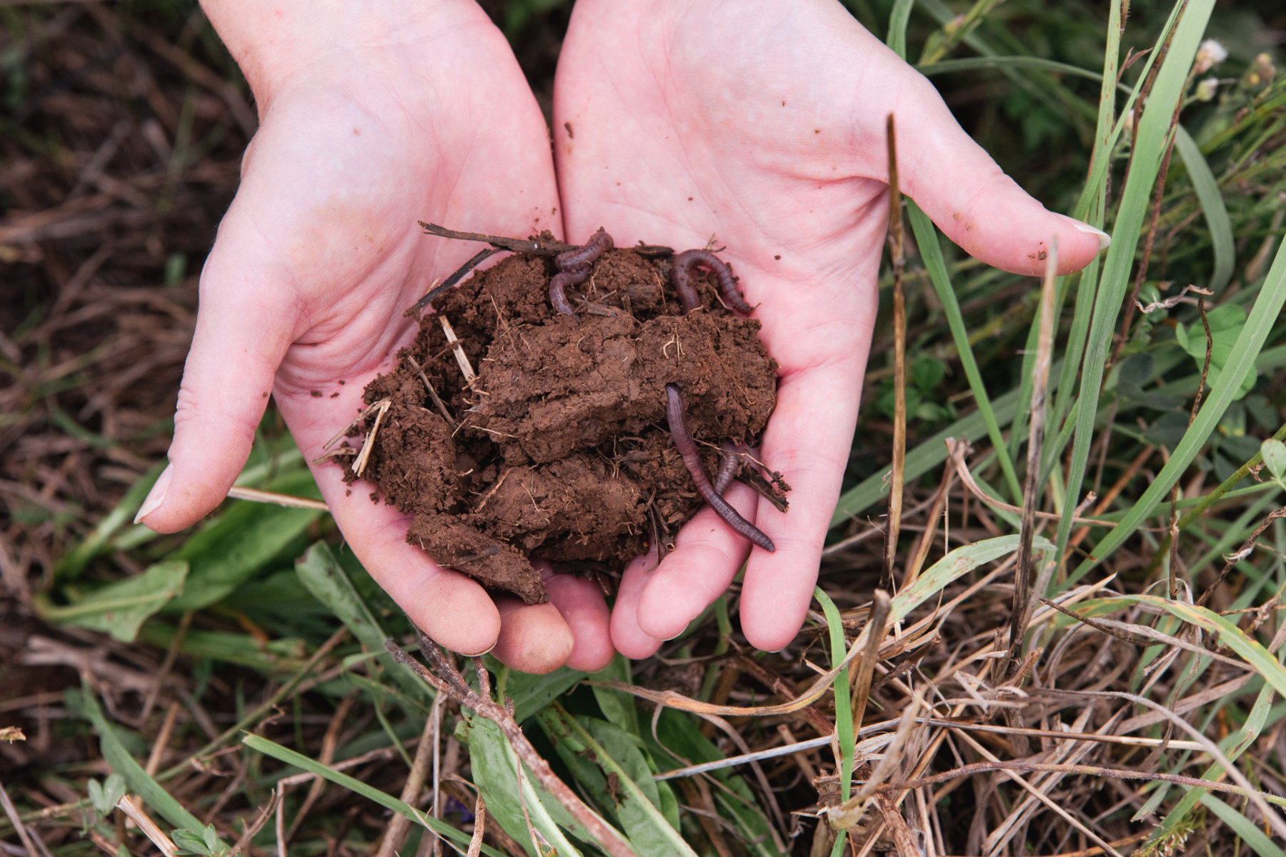 Hands holing soil with worms