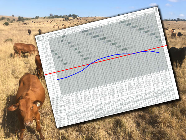 Steer looking up at grazing chart