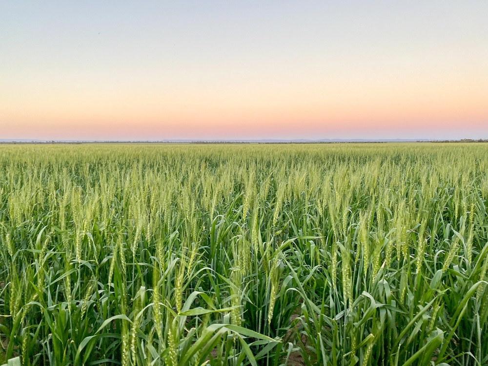 Wheat crop at sunset