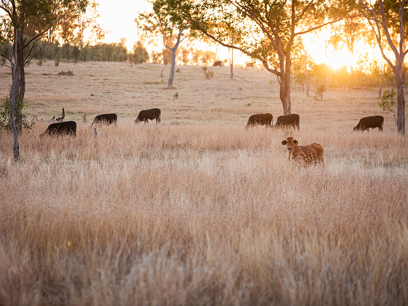 RCS Tools - Cattle in paddock at sunset